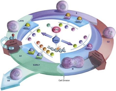 اثر المواد الكيميائية المسرطنة في انقسام الخلايا وتكاثرها